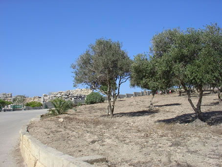 Copy of Copy of Picture 083